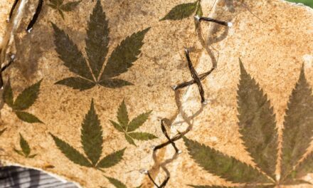 What’s the Difference Between Hemp and Marijuana?