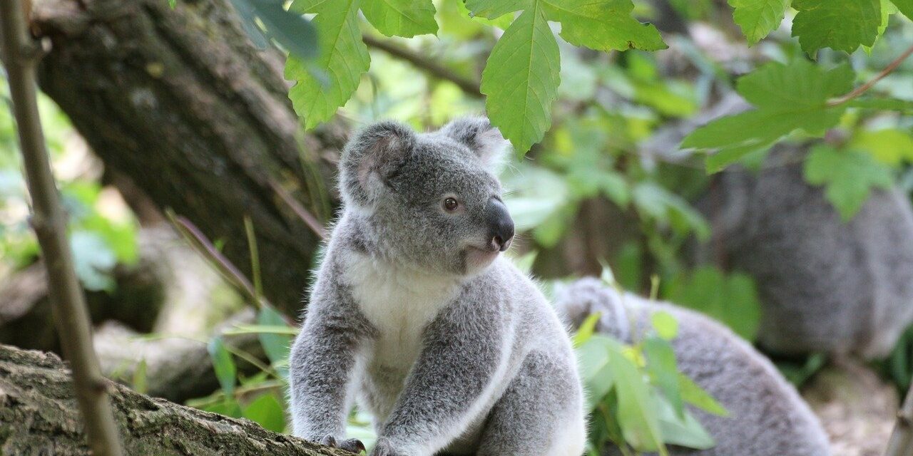 Koalas Suffer in the Australian Bushfires