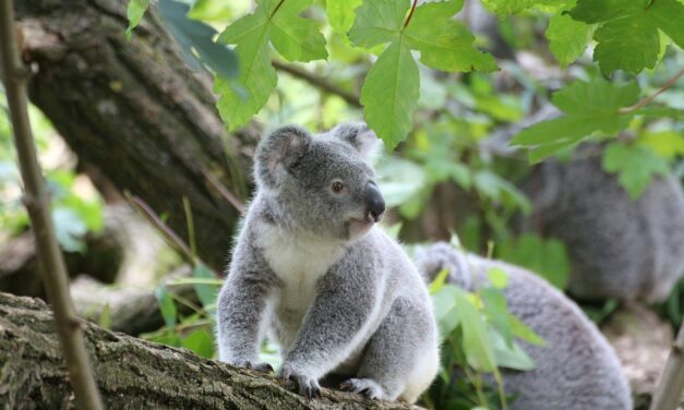 Koalas Suffer in the Australian Bushfires