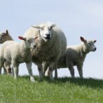 Ways You Can Assist Farm Animals