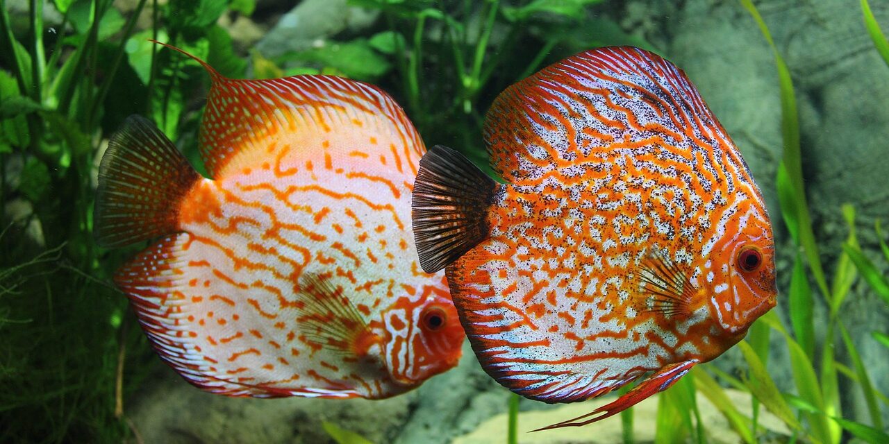 How To Take Care Of Your Tropical Fish?