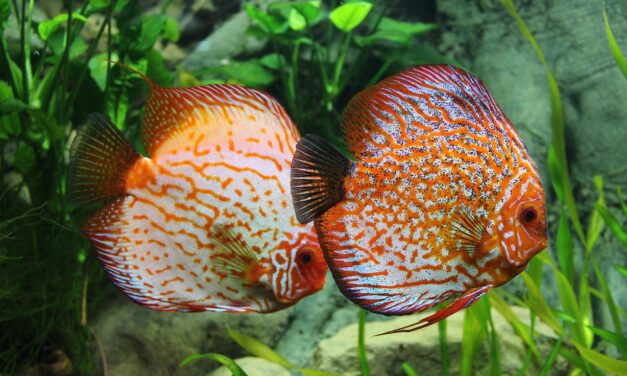 How To Take Care Of Your Tropical Fish?