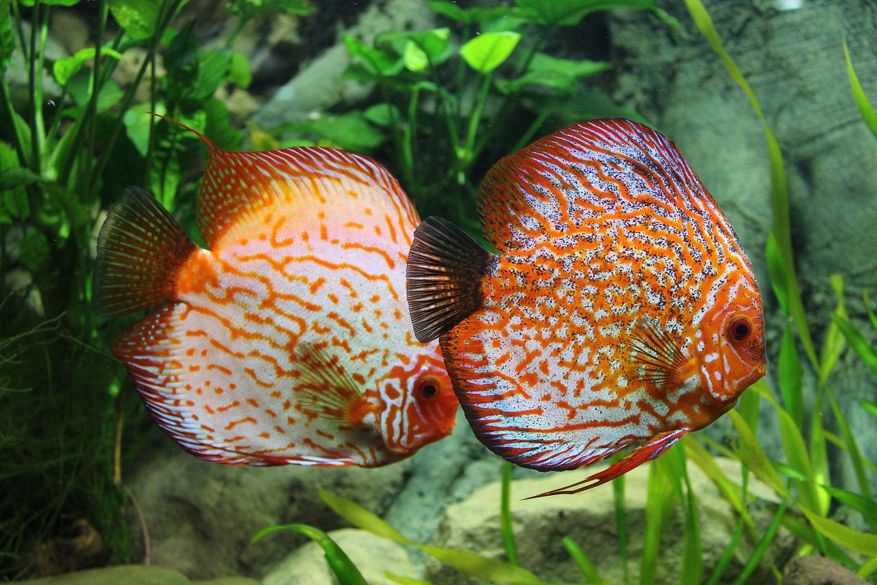 How to take care of your tropical fish