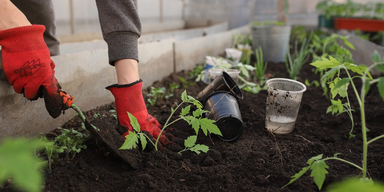 Some Of The Best Gardening Tips for Beginners