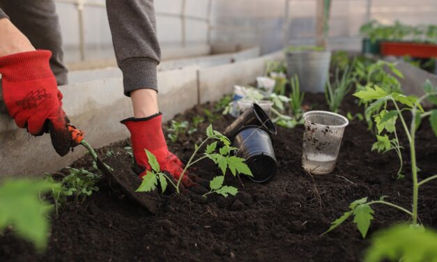 Some Of The Best Gardening Tips for Beginners