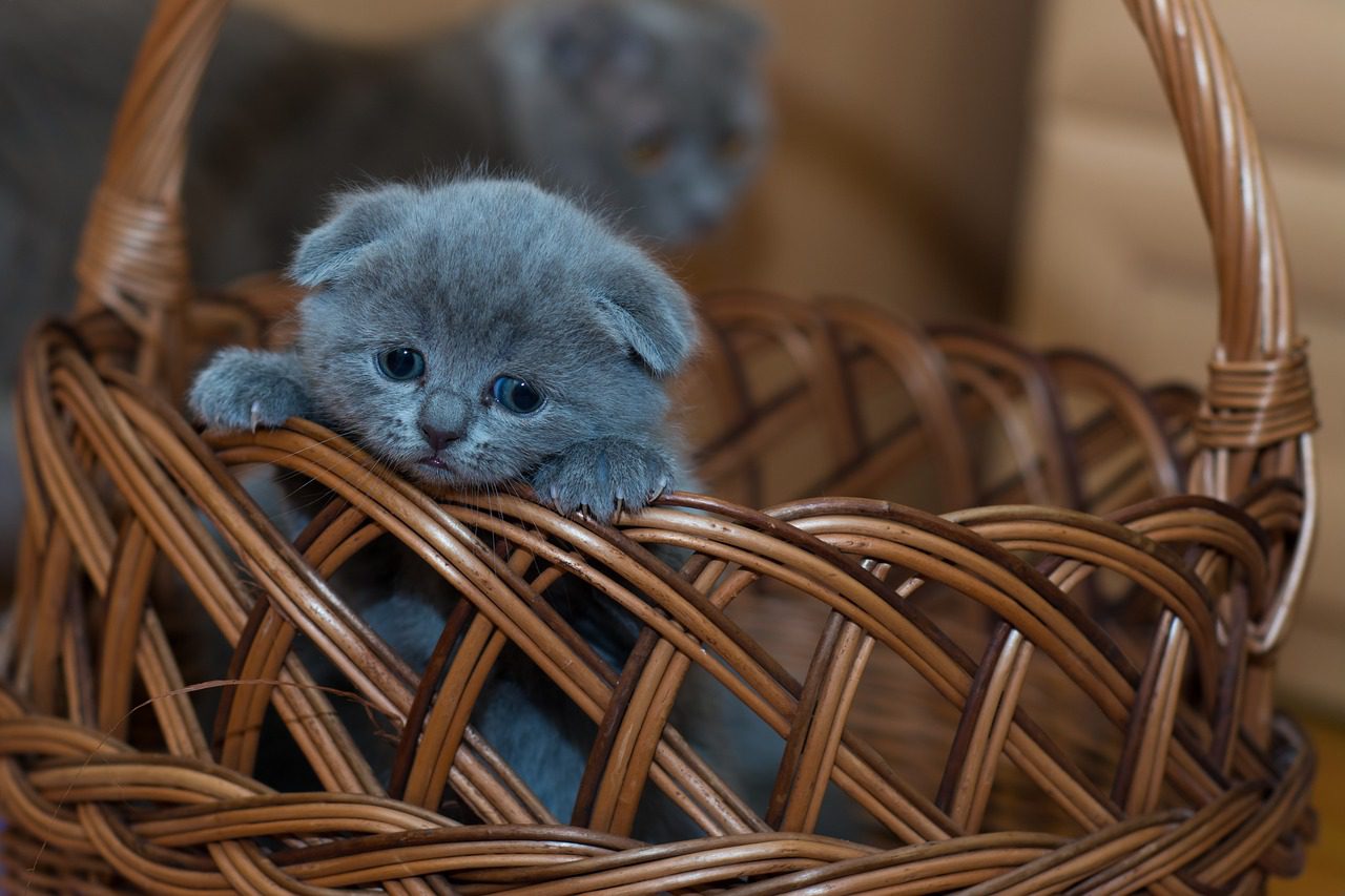 Kitten Training