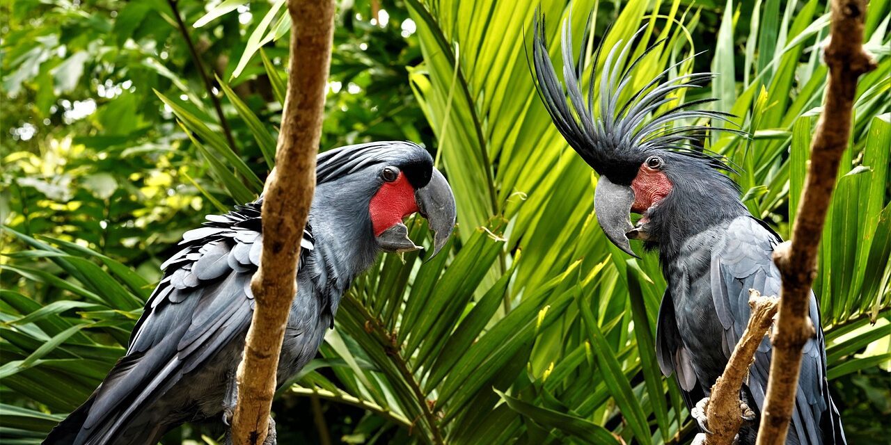 Some Of The Exotic Pet Birds You Should Learn
