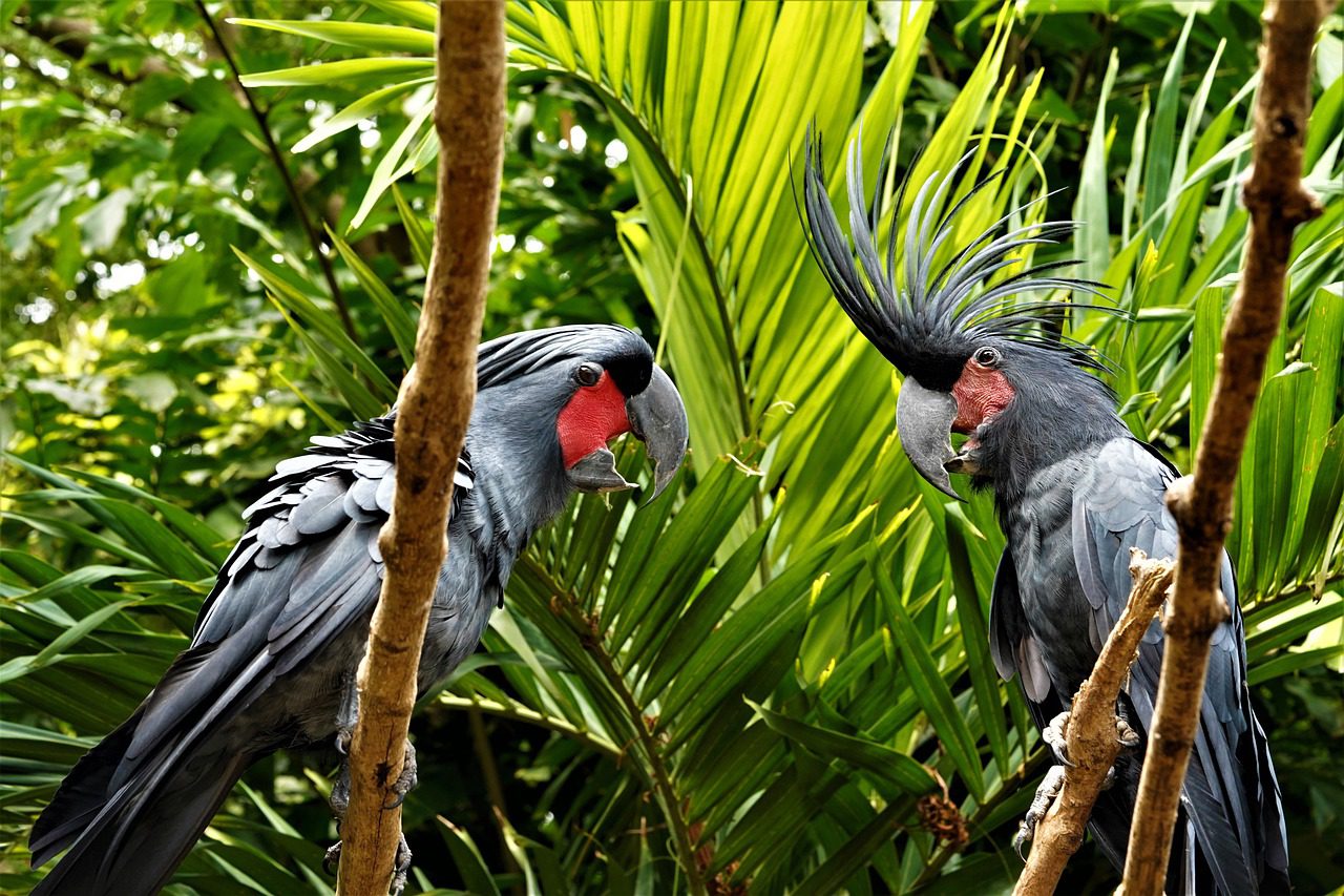Some Of The Exotic Pet Birds You Should Learn