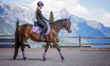 Reasons Why Horse Riding is Ideal for Your Health