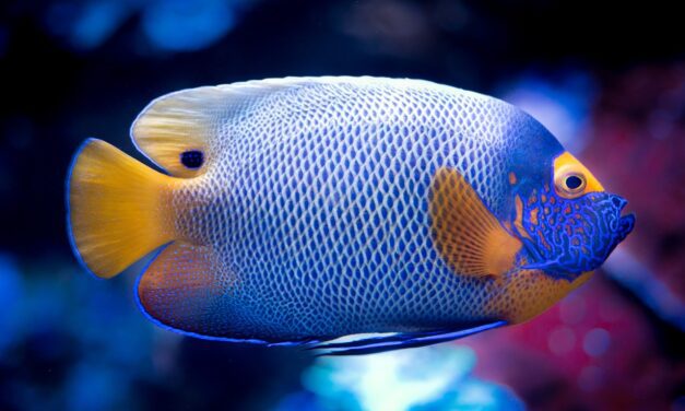 What Are The Best Tropical Fish Species To Pet?