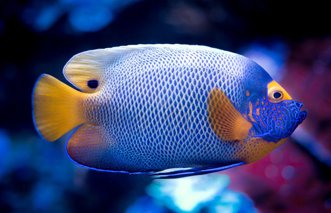What Are The Best Tropical Fish Species To Pet?